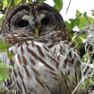 Meet your Posher, Dawn